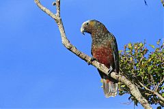 New Zealand Kaka